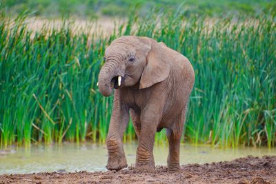 Elephants on field