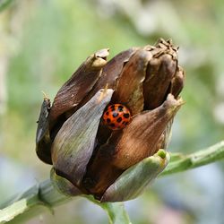 Close-up of ladybug on leaf