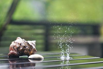 Water splashing by seashell on wet table