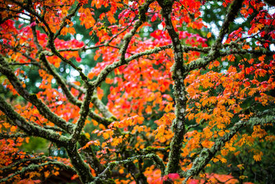 Low angle view of tree during autumn