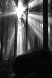 Sunlight streaming through trees in forest