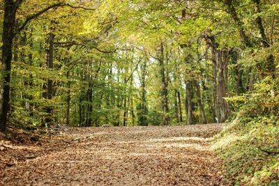 Road amidst trees in forest