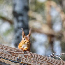 Close-up of squirrel on tree