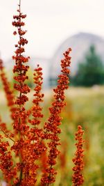 Close-up of red flowering plant against sky