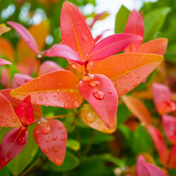 Close-up of wet pink flowering plant