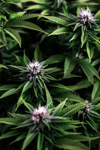 Close-up of purple flowering plant