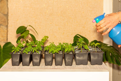 Person holding potted plant