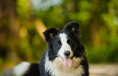 Close-up portrait of dog outdoors