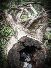 Close-up of tree trunk in forest