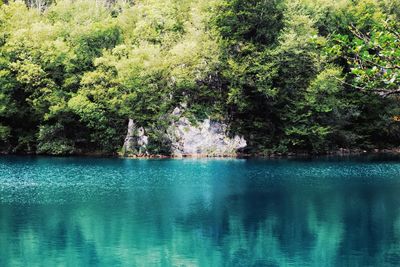 Scenic view of lake in forest