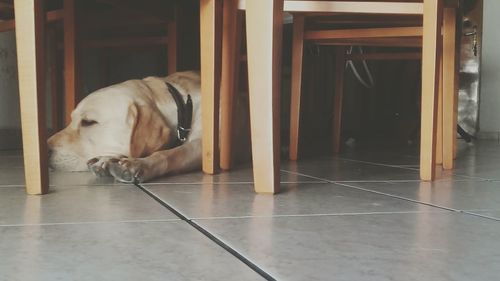 Dog on tiled floor