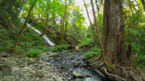 Stream flowing through trees in forest