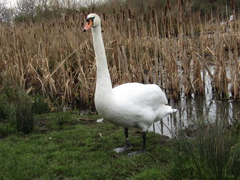 Swan on lake