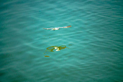 High angle view of fish swimming in sea