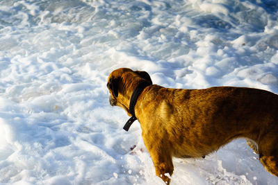 Dog standing on snow against sky