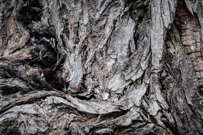 Full frame shot of tree trunk