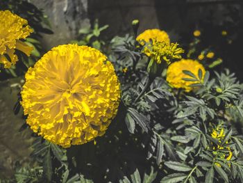 Close-up of yellow flowers blooming outdoors