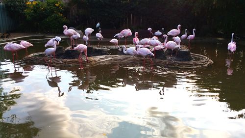 Flock of birds in lake