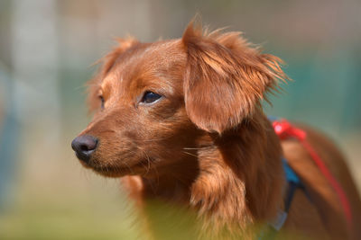 Close-up of a dog looking away