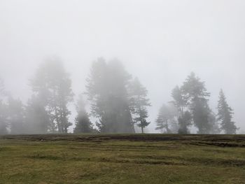 Trees on field against sky