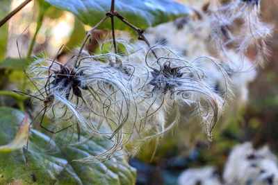Close-up of dry plant