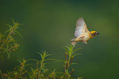 Bird flying