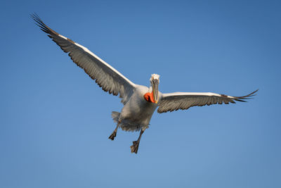 Low angle view of bird flying against clear blue sky