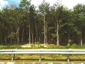 Empty bench by trees in park