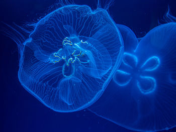 Close-up of jellyfish swimming in sea