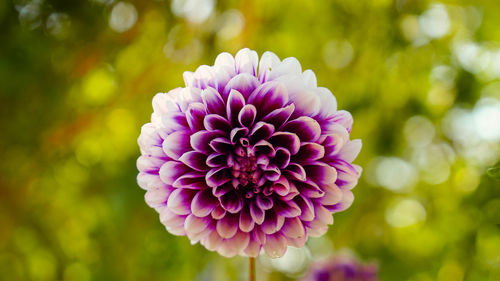 Close-up of purple flower blooming outdoors