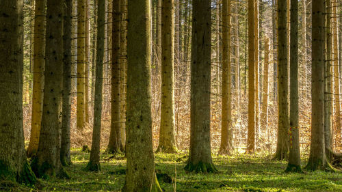 Pine trees in forest