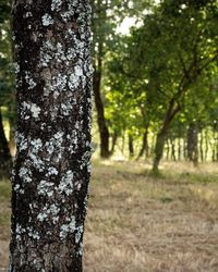 Pine trees in forest