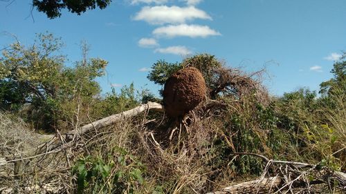 Low angle view of horse on field against sky