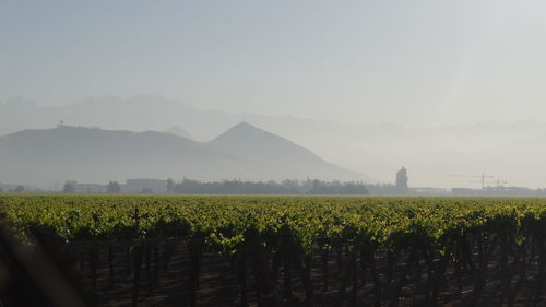 Scenic view of vineyard against clear sky