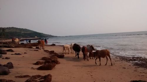 Horses on beach against clear sky