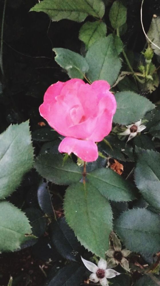 leaf, flower, growth, pink color, petal, nature, plant, fragility, beauty in nature, rose - flower, freshness, no people, day, flower head, outdoors, blooming, wild rose, close-up, periwinkle, water