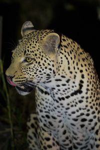 Leopard in the wild at night