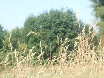 plant
