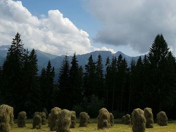 Panoramic view of trees on landscape against sky