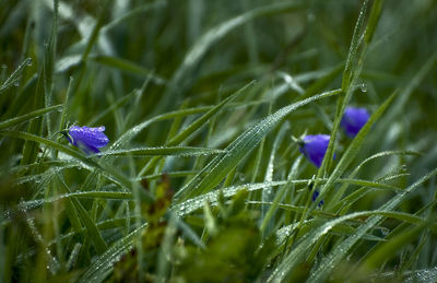 Close-up of water drops on grass