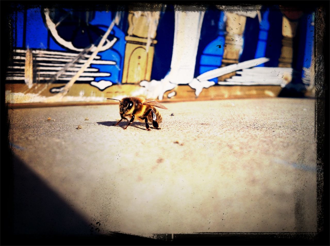 transfer print, animal themes, one animal, auto post production filter, wildlife, animals in the wild, insect, built structure, architecture, building exterior, wall - building feature, day, sunlight, selective focus, outdoors, no people, full length, shadow, close-up, wall