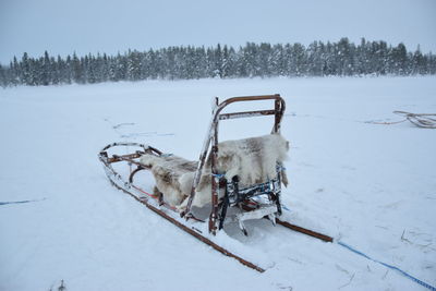 Dog on snow covered field