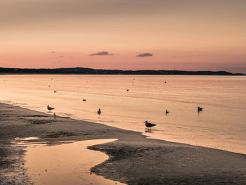 Silhouette birds on beach against sky during sunset