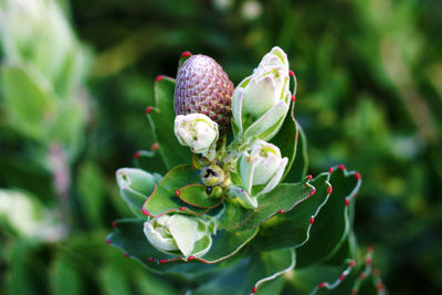 Close-up of leaves