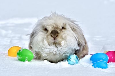 Close-up of a parrot on snow