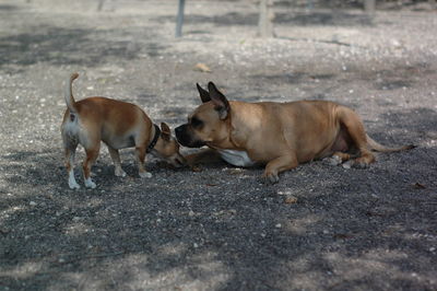 Dogs on ground