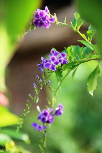 Close-up of purple flowering plant