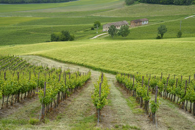 Scenic view of vineyard