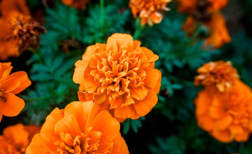 Close-up of orange marigold flower