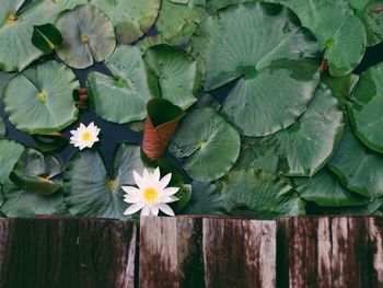 Directly above shot of water lilies in lake